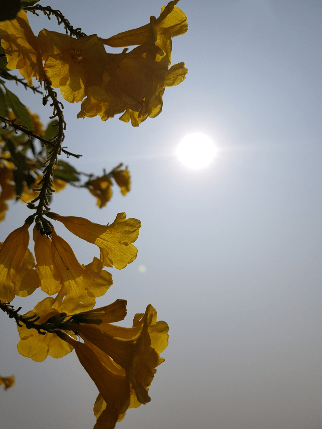 Desperation Prevention